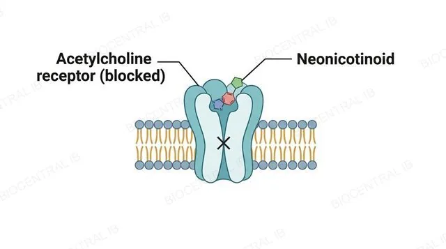A postsynaptic membrane with an acetylcholine receptor occupied by a neonicotinoid molecule instead of acetylcholine, with a crossed-out X symbol showing the channel stays closed, labeled acetylcholine receptor blocked and neonicotinoid