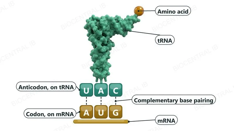 A tRNA molecule with an amino acid attached at its top end. Its anticodon U A C sits above the mRNA codon A U G, joined by three dashed lines showing complementary base pairing.