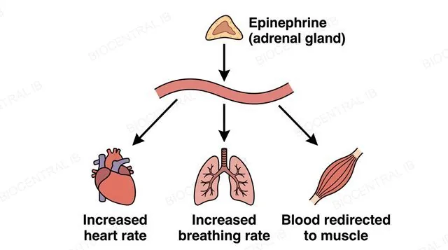 An adrenal gland releasing epinephrine into the blood which branches to a heart, lungs and skeletal muscle, labeled epinephrine adrenal gland, increased heart rate, increased breathing rate and blood redirected to muscle