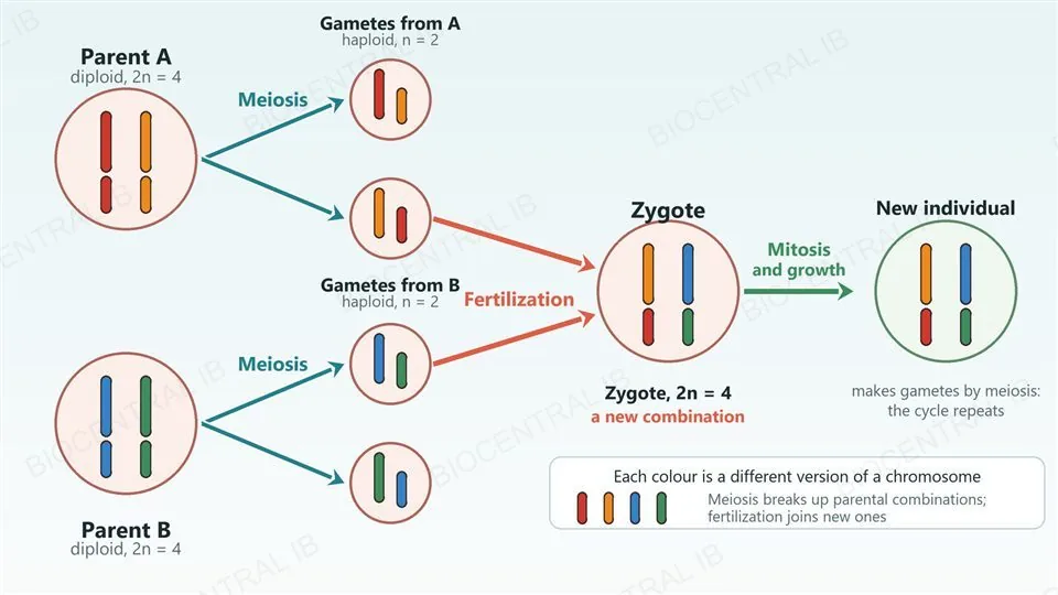 A cycle diagram with two parents shown as diploid cells, each with two pairs of chromosomes. Meiosis turns each parent into haploid gametes with one chromosome of each pair, in different mixtures. Fertilization joins one gamete from each parent to make a diploid zygote with a new combination of chromosomes, which develops by mitosis into an adult that repeats the cycle.