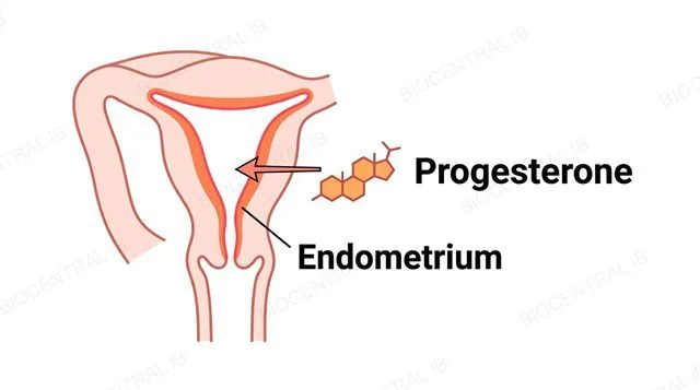 A simplified uterus cross-section with the endometrium highlighted, progesterone binding that lining with a single-direction arrow, labeled progesterone and endometrium