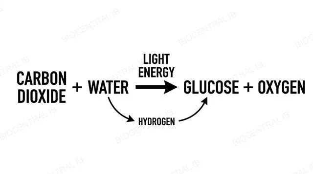 Word equation diagram for photosynthesis showing carbon dioxide plus water using light energy to form glucose plus oxygen, with hydrogen traced from water to glucose, labeled