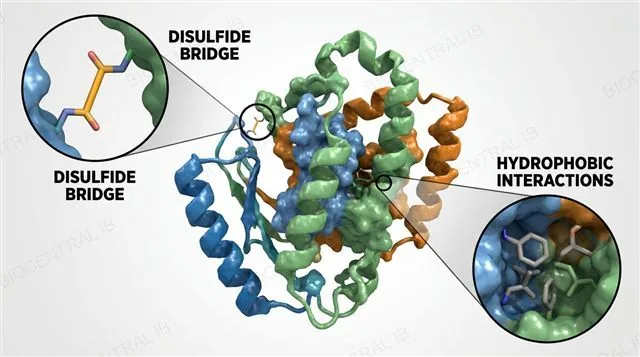 A folded polypeptide with two callouts: a disulfide covalent bond between two cysteine R-groups and hydrophobic interactions burying non-polar R-groups in the core