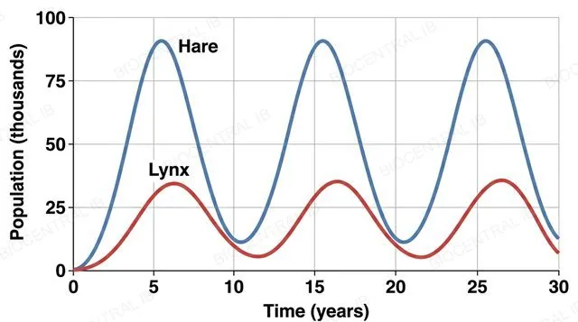 A flat line graph with numeric axes showing two oscillating population curves over time, a high-amplitude hare curve and a lower-amplitude lynx curve whose peaks visibly lag behind the hare curve's peaks