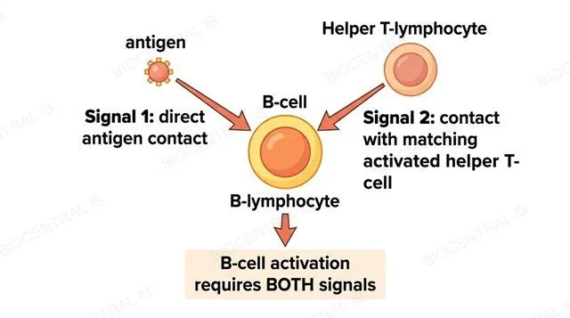 A flat diagram of one B-lymphocyte receiving two separate arrows converging on it, one labeled Signal 1 direct antigen contact from an antigen molecule, one labeled Signal 2 contact with matching activated helper T-cell from a helper T-lymphocyte, both arrows meeting at a single box labeled B-cell activation requires both signals, no other arrows