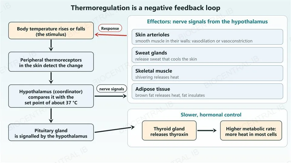 A flow chart. On the left, boxes joined by downward arrows: body temperature rises or falls (the stimulus), peripheral thermoreceptors in the skin detect the change, the hypothalamus (coordinator) compares it with the set point of about 37 degrees Celsius, and the pituitary gland is signalled by the hypothalamus. From the hypothalamus an arrow labelled nerve signals leads to a card listing four effectors: skin arterioles (smooth muscle, vasodilation or vasoconstriction), sweat glands (release sweat), skeletal muscle (shivering) and adipose tissue (brown fat releases heat, fat insulates). A red arrow labelled response leads from the effectors back to the stimulus. From the pituitary gland an arrow leads to the thyroid gland releasing thyroxin, then to a higher metabolic rate and more heat in most cells.