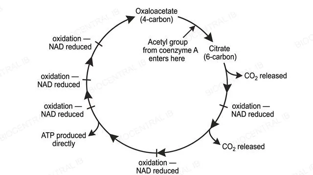 Ring diagram of the Krebs cycle showing oxaloacetate and citrate, with CO2 release points, oxidation points and one ATP produced directly