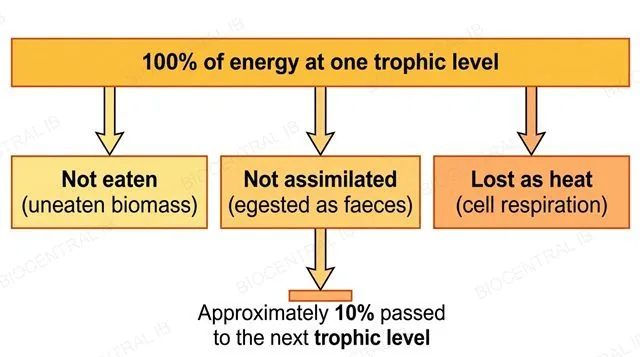 A flat diagram of a bar labeled 100 percent of energy at one trophic level with three downward arrows to boxes labeled not eaten uneaten biomass, not assimilated egested as faeces, and lost as heat cell respiration, converging down to a small final bar labeled approximately 10 percent passed to the next trophic level