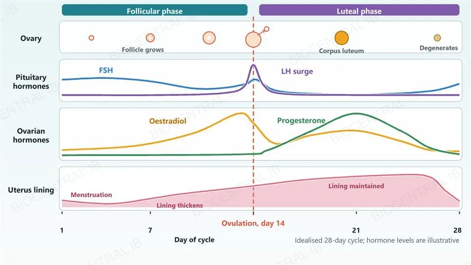 An idealised 28-day menstrual cycle in four stacked panels sharing one day axis: the follicle growing, ovulating on day 14 and becoming the corpus luteum; FSH with a small peak and LH with a sharp surge at day 14; oestradiol peaking just before day 14 and a lower second rise, with progesterone rising in the second half; and the endometrium thickening then breaking down in menstruation.