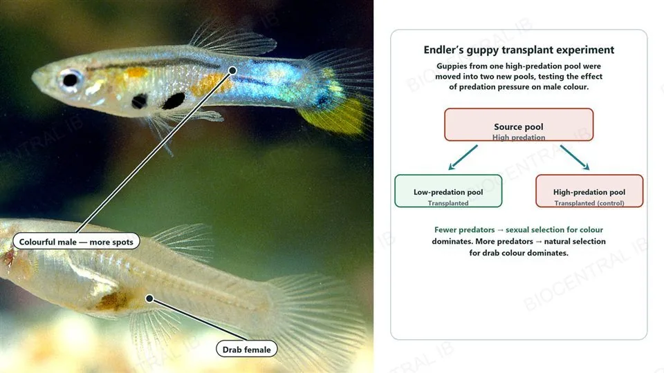 Left, a real photograph of a colourful male guppy above a drab female guppy, labelled colourful male, more spots and drab female. Right, a diagram of Endler’s transplant experiment: a source pool, high predation, with two arrows leading to a low-predation pool, transplanted, and a high-predation pool, transplanted control, captioned that fewer predators lets sexual selection for colour dominate while more predators lets natural selection for drab colour dominate.