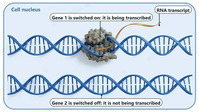 Inside a cell nucleus, two DNA double helices. On Gene 1 an RNA polymerase is transcribing and an RNA transcript leaves it (switched on). Gene 2 is bare with no enzyme and no RNA (switched off).