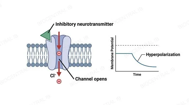 A postsynaptic membrane with an inhibitory neurotransmitter binding its receptor and a channel opening, with a small inset graph showing the membrane potential moving downward away from the threshold line, labeled inhibitory neurotransmitter, channel opens and hyperpolarization