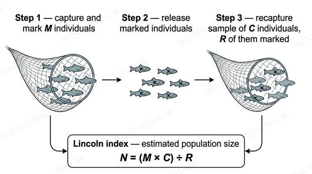 A flat three-step left-to-right diagram: capture and mark M fish, release marked fish, recapture sample of C fish with R marked, with the Lincoln index formula N equals M times C divided by R shown in a boxed panel below