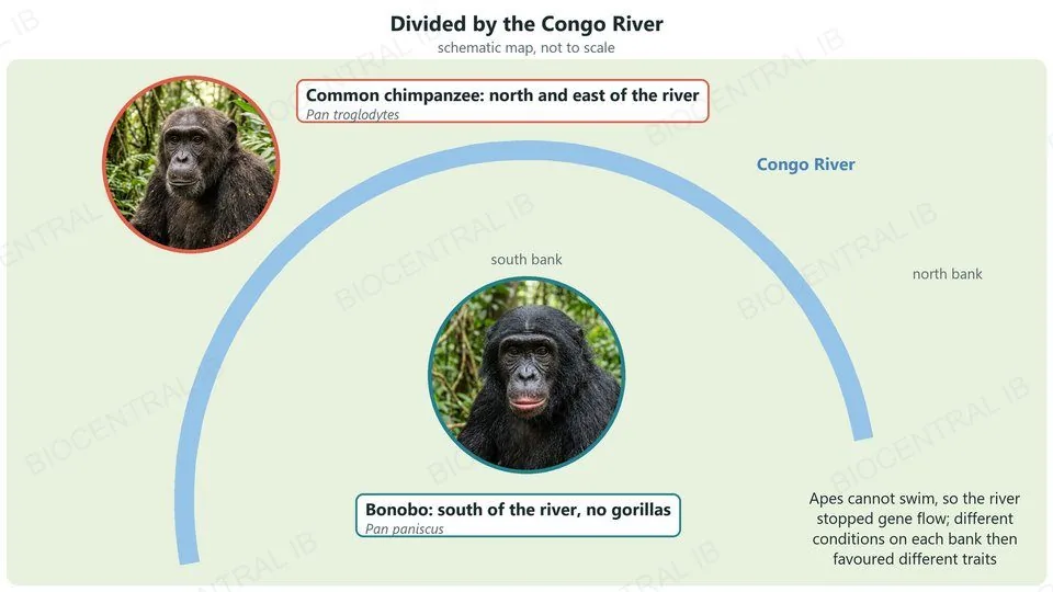 A schematic map of the Congo River arching across central Africa. The common chimpanzee, Pan troglodytes, lives north and east of the river; the bonobo, Pan paniscus, lives south of it, where there are no gorillas. Apes cannot swim, so the river stopped gene flow
