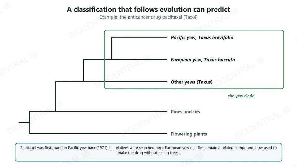 A cladogram with the yew clade boxed: Pacific yew Taxus brevifolia, European yew Taxus baccata and other yews, beside pines and firs and flowering plants. Paclitaxel was found first in Pacific yew bark; European yew needles contain a related compound now used to make the drug
