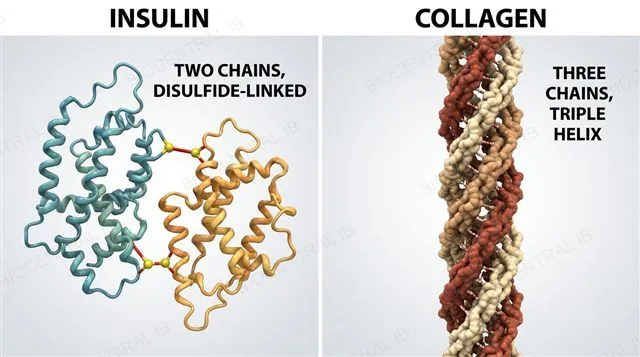 Insulin's two chains joined by disulfide bridges beside collagen's three chains wound into a triple helix, labeled as non-conjugated quaternary proteins