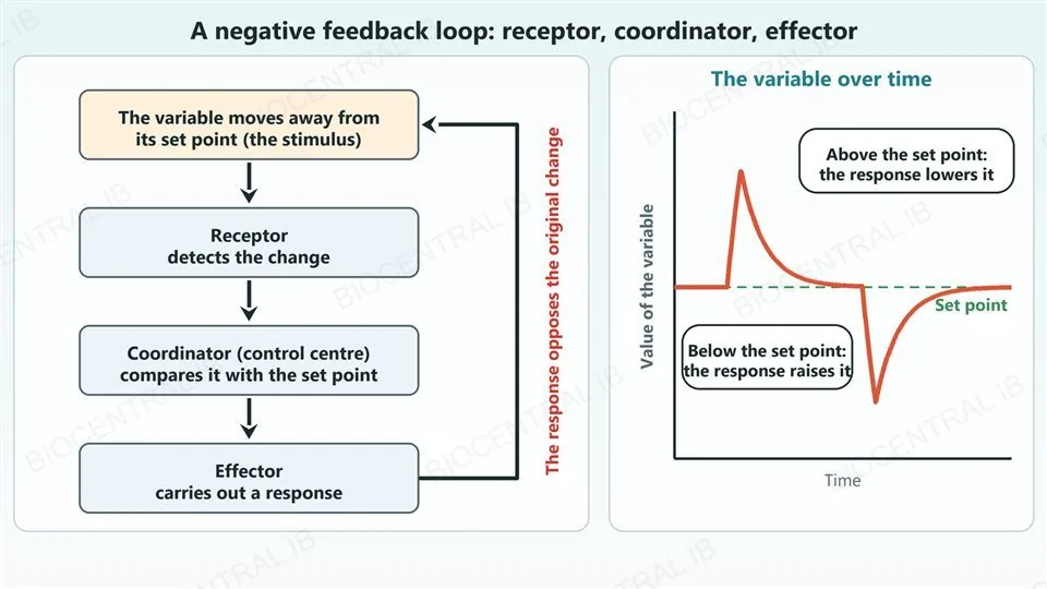Left, a flow chart of boxes joined by arrows: the variable moves away from its set point (the stimulus), the receptor detects the change, the coordinator (control centre) compares it with the set point, and the effector carries out a response; a return arrow labelled that the response opposes the original change leads back to the first box. Right, a graph of the value of a variable over time with a dashed set point line: it rises above the set point and the response lowers it back, then it falls below the set point and the response raises it back.