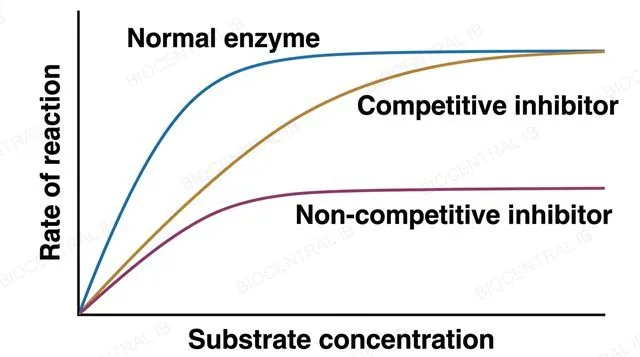 A line graph of reaction rate on the y axis against substrate concentration on the x axis, showing three curves that all start at the origin: an uninhibited enzyme curve reaching the highest plateau, a competitively inhibited curve rising more slowly but reaching the same plateau, and a non-competitively inhibited curve reaching a distinctly lower plateau, each curve labeled by name