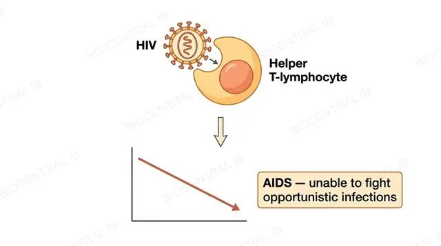 A flat diagram of an HIV virus icon attacking and destroying a helper T-lymphocyte specifically, with a downward arrow to a small line graph showing declining helper T-cell count over time, ending at a label AIDS unable to fight opportunistic infections, labeled HIV, Helper T-lymphocyte and AIDS unable to fight opportunistic infections, no other cell types shown as targets