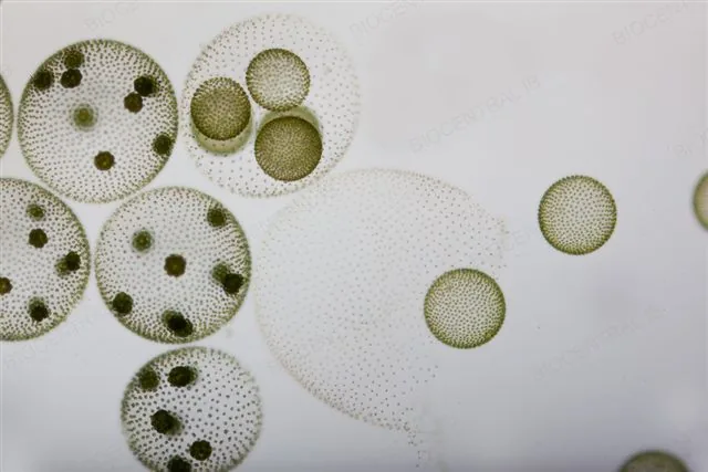 Volvox, a real colonial green alga made of thousands of cooperating cells