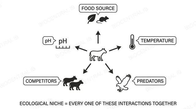 A single organism at the centre of a diagram with labeled arrows pointing to food source, temperature, predators, competitors and pH, illustrating an ecological niche as a set of interactions