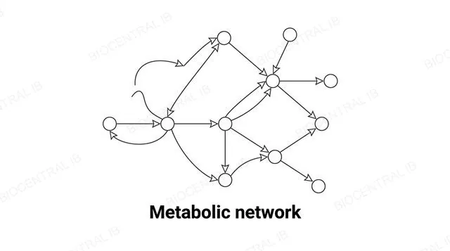 A branching network diagram of interconnected metabolic pathways, nodes representing metabolites connected by arrows representing enzyme-catalysed reactions, labeled metabolic network