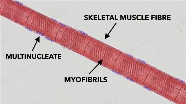 A long multinucleate skeletal muscle fibre with striated myofibrils and nuclei arranged along its edge, labeled