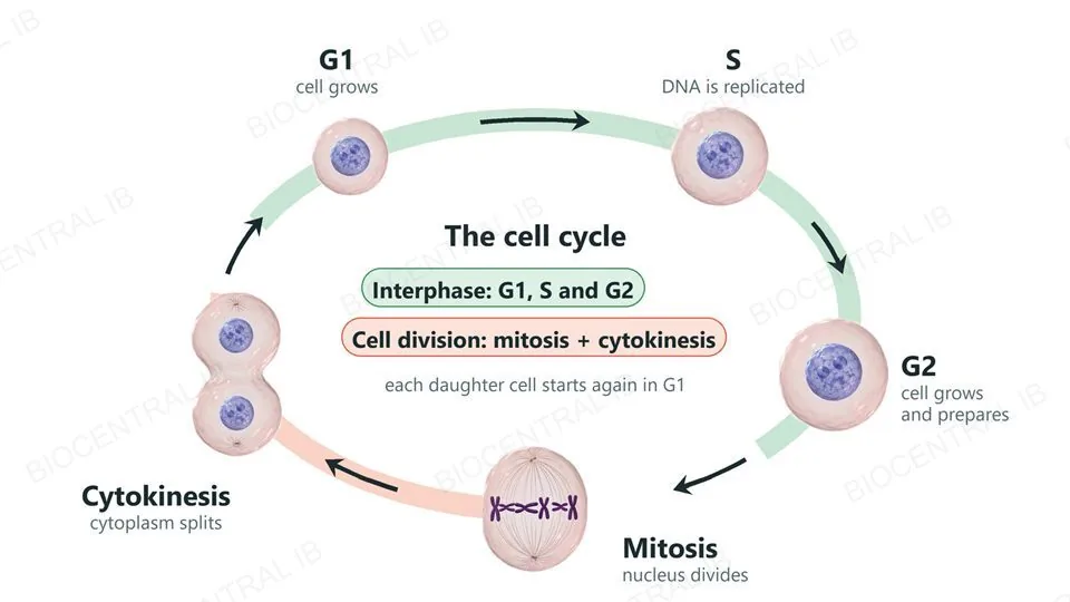 A ring showing the cell cycle. G1: a small cell with a nucleus, the cell grows. S: a medium cell, DNA is replicated. G2: a larger cell that grows and prepares. Mitosis: a cell with condensed chromosomes on a spindle. Cytokinesis: a cell pinching into two, with arrows leading back to G1. G1, S and G2 make up interphase; mitosis and cytokinesis make up cell division.