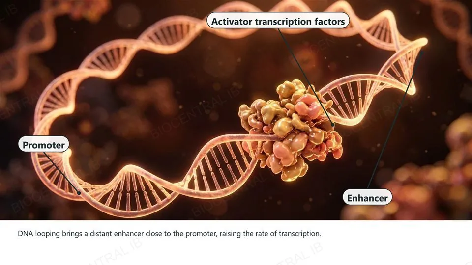 A DNA strand bent into a large loop so that a region labeled Enhancer near one end touches a region labeled Promoter near the other end, with a cluster of protein bridging the two, labeled Activator transcription factors.