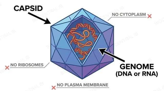 Labelled diagram of a generalised virus showing only a capsid and a genome, with no cytoplasm, ribosomes, or plasma membrane