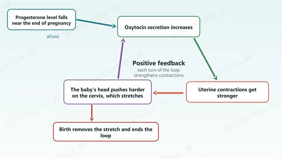 A loop diagram: progesterone falls, which allows oxytocin to be released; oxytocin strengthens uterine contractions; the contractions push the baby’s head harder against the cervix; the stretched cervix stimulates more oxytocin release, and the loop repeats. Birth of the baby ends the loop.