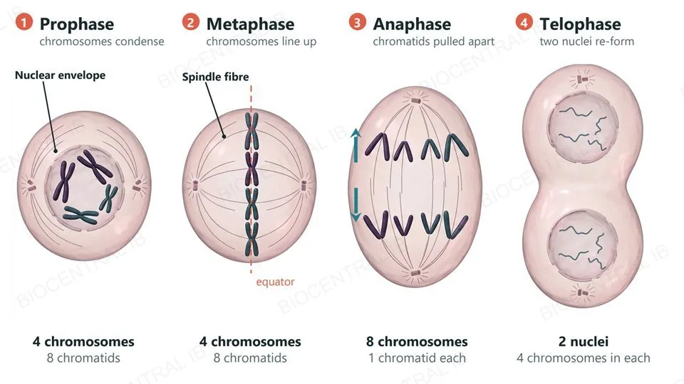 Four cells in a row showing the phases of mitosis in a cell with four chromosomes, numbered 1 to 4. Prophase: four condensed X-shaped chromosomes, eight chromatids, inside a breaking-down nuclear envelope. Metaphase: the four chromosomes lined up along the equator on the spindle. Anaphase: eight single chromatids, four moving to each pole, now counted as eight chromosomes. Telophase: an elongated cell pinching in two, with two new nuclei that each hold four chromosomes.