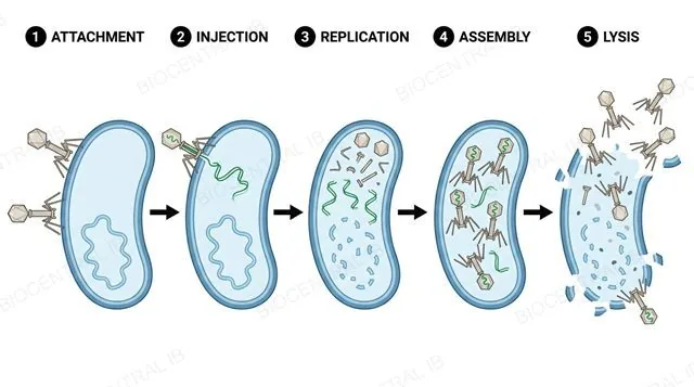 Five labelled stages of the lytic cycle: attachment, injection, replication, assembly, and lysis