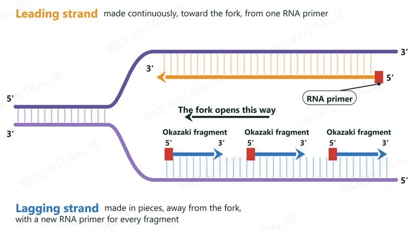 A replication fork with every 5 prime and 3 prime end labelled: the leading strand is made continuously toward the fork from one RNA primer, and the lagging strand is made away from the fork as three separate Okazaki fragments, each starting with its own RNA primer