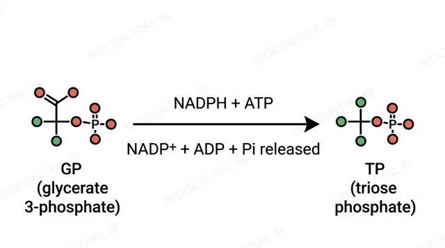 Diagram of glycerate 3-phosphate being converted into triose phosphate using NADPH and ATP from the light-dependent reactions, labeled