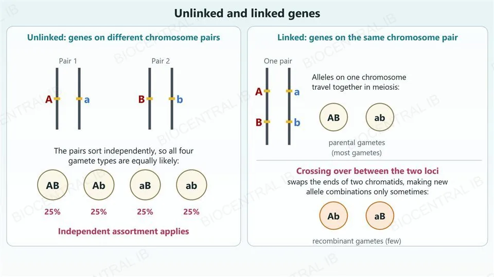 Two panels. Left, unlinked genes: two chromosome pairs drawn as vertical lines, one carrying A and a and the other B and b, sorting independently into four gamete types AB, Ab, aB and ab at 25 percent each. Right, linked genes: one pair of vertical lines with A and B on one chromosome and a and b on the other, which are passed on as parental gametes AB and ab, and only when crossing over occurs between the two loci do the recombinant gametes Ab and aB appear, a few.