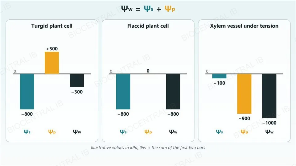 The equation water potential equals solute potential plus pressure potential above three bar charts in kilopascals with illustrative values: a turgid plant cell with solute potential minus 800, pressure potential plus 500 and water potential minus 300; a flaccid plant cell with minus 800, 0 and minus 800; and a xylem vessel under tension with minus 100, minus 900 and minus 1000.
