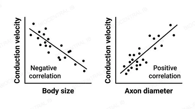 Two small scatter graphs side by side: one showing conduction velocity plotted against body size with a downward-sloping trend line for a negative correlation, and one showing conduction velocity plotted against axon diameter with an upward-sloping trend line for a positive correlation, labeled negative correlation body size and positive correlation axon diameter