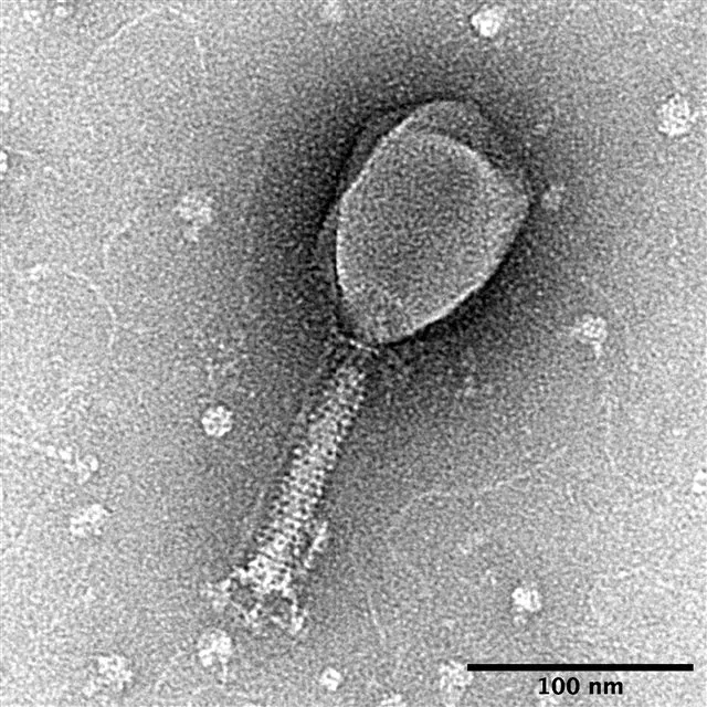 Transmission electron micrograph of bacteriophage T2, showing its head-and-tail structure with a 100 nm scale bar