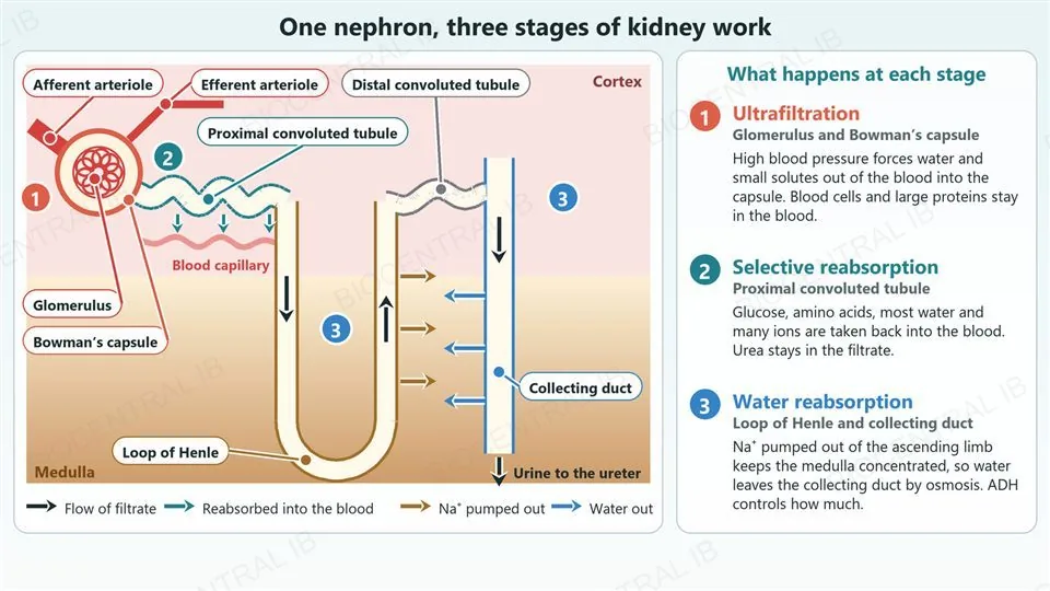 A labelled diagram of one nephron. In the cortex, an afferent arteriole (wide) brings blood into a glomerulus inside Bowman’s capsule and a narrower efferent arteriole leaves; the proximal convoluted tubule leads from the capsule, with a blood capillary beside it and small arrows showing substances passing from the tubule into the blood. The tubule continues into the loop of Henle, which dips into the medulla and returns, with arrows showing Na+ pumped out of the ascending limb, then a distal convoluted tubule that joins the collecting duct. The collecting duct runs down through the medulla with arrows showing water leaving by osmosis, and urine leaves towards the ureter. Numbered badges mark three stages: 1 ultrafiltration at the glomerulus and Bowman’s capsule, 2 selective reabsorption in the proximal convoluted tubule, 3 water reabsorption at the loop of Henle and collecting duct. A panel on the right explains where and how each stage happens.
