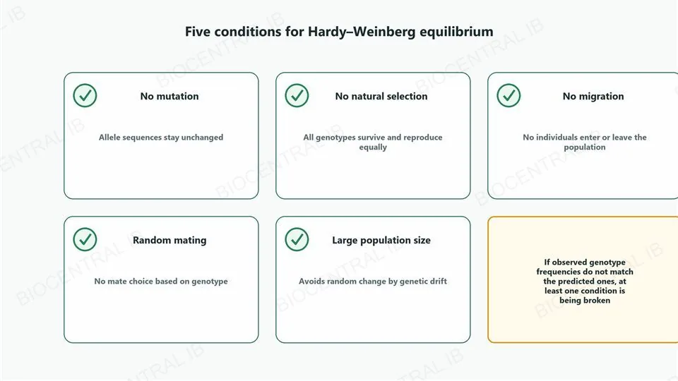 A grid of five cards, each with a green circular checkmark icon: no mutation, allele sequences stay unchanged; no natural selection, all genotypes survive and reproduce equally; no migration, no individuals enter or leave the population; random mating, no mate choice based on genotype; large population size, avoids random change by genetic drift. A sixth amber card notes that if observed genotype frequencies do not match the predicted ones, at least one condition is being broken.