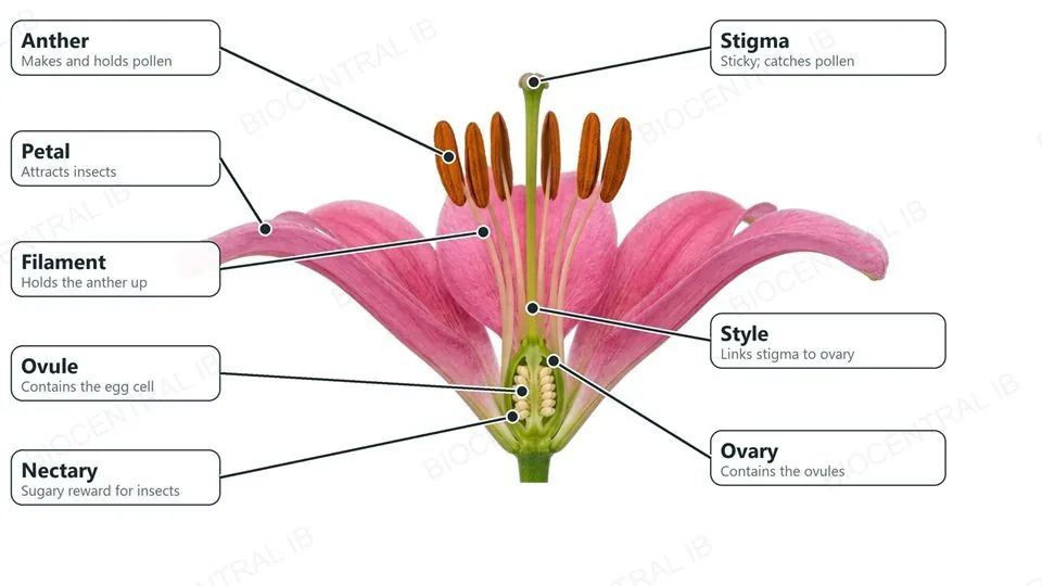 A photograph of a lily flower cut in half lengthwise with labels and functions: petal attracts insects; anther makes pollen; filament holds up the anther; stigma catches pollen; style; ovary; ovule, which contains the egg cell.
