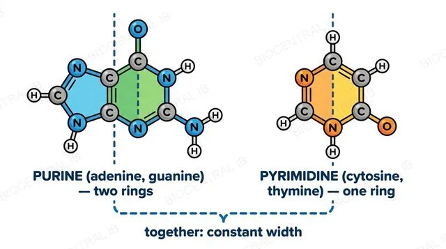 A larger two-ring purine molecule beside a smaller single-ring pyrimidine molecule, both labelled