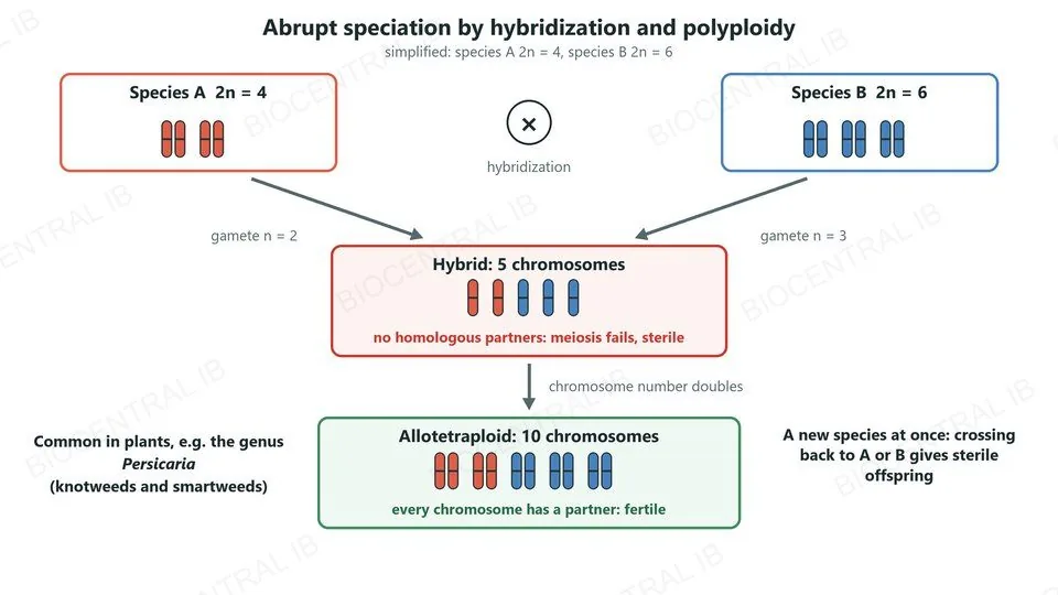 Species A (2n = 4) and species B (2n = 6) hybridize. The hybrid has 5 chromosomes with no homologous partners, so meiosis fails and it is sterile. After the chromosome number doubles, the allotetraploid has 10 chromosomes, every one with a partner, so it is fertile and a new species