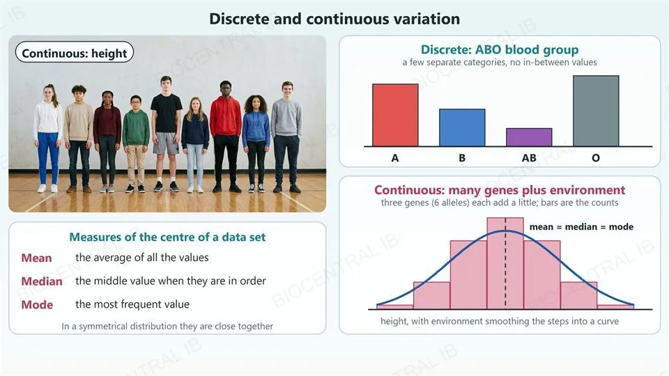 Left, a photograph of nine students of different heights standing in a row, labelled continuous: height, with definitions of the mean (the average), the median (the middle value) and the mode (the most frequent value). Right, top, a bar chart of the four ABO blood groups A, B, AB and O as separate bars, labelled discrete. Right, bottom, seven adjacent bars showing how many of 64 combinations of three two-allele genes carry 0 to 6 height-increasing alleles, with a smooth curve over them from the environment, and mean, median and mode marked at the same central value.