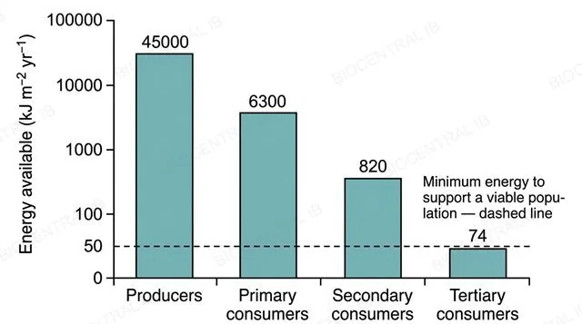 A flat bar chart with a logarithmic energy axis and four bars labeled producers 45000, primary consumers 6300, secondary consumers 820, tertiary consumers 74 kJ per square metre per year, with a dashed horizontal reference line labeled minimum energy to support a viable population and no bar shown for a fifth trophic level