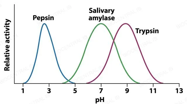 A line graph of relative enzyme activity on the y axis against pH from 1 to 13 on the x axis, showing three separate bell-shaped curves, one peaking sharply near pH 2 labeled pepsin, one peaking near pH 7 labeled salivary amylase, and one peaking near pH 8 labeled trypsin