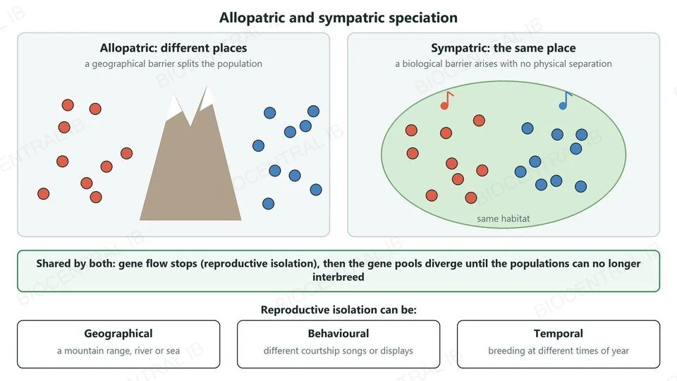 Allopatric speciation: a mountain range separates two populations. Sympatric speciation: two groups in the same habitat with different songs. Both share the stopping of gene flow followed by divergence. Reproductive isolation can be geographical, behavioural or temporal