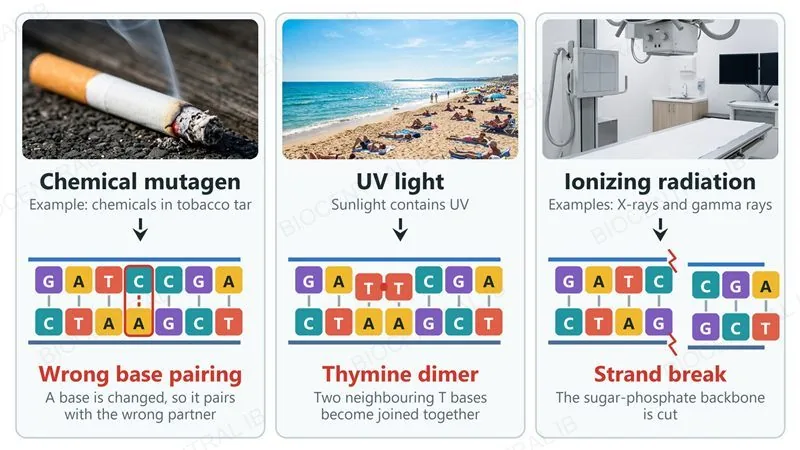 Three panels, each pairing a photograph of a mutagen with the DNA damage it causes: a cigarette (a chemical mutagen) leaves a wrongly paired base, sunlight (UV light) joins two neighbouring thymine bases into a thymine dimer, and an X-ray room (ionizing radiation) cuts the sugar-phosphate backbone