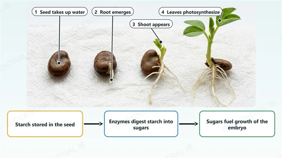 Four broad bean seeds in stages of germination from left to right: an intact seed that takes up water, the seed coat split with a root emerging, the root growing longer with a shoot, and a seedling with a long root and green leaves that can photosynthesize. A banner below says stored starch is digested by enzymes into sugars for growth.